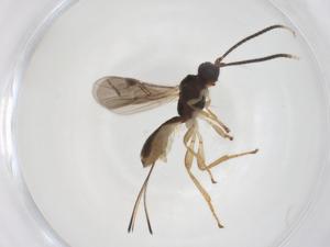  ( - CBG-A68523-A04)  @11 [ ] CreativeCommons - Attribution Share - Alike (2025) Centre for Biodiversity Genomics Centre for Biodiversity Genomics