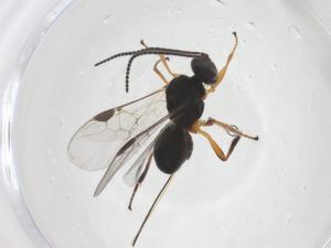  (Triaspis malaise4399 - CBG-A68531-A11)  @11 [ ] CreativeCommons - Attribution Share - Alike (2025) Centre for Biodiversity Genomics Centre for Biodiversity Genomics