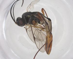  ( - CBG-A68548-B08)  @11 [ ] CreativeCommons - Attribution Share - Alike (2025) Centre for Biodiversity Genomics Centre for Biodiversity Genomics