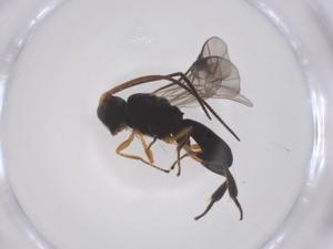  ( - CBG-A68707-C10)  @11 [ ] CreativeCommons - Attribution Share - Alike (2025) Centre for Biodiversity Genomics Centre for Biodiversity Genomics