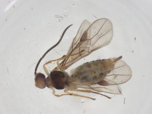  ( - CBG-A69231-B11)  @11 [ ] CreativeCommons - Attribution Share - Alike (2025) Centre for Biodiversity Genomics Centre for Biodiversity Genomics