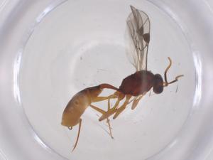  ( - CBG-A69232-B06)  @11 [ ] CreativeCommons - Attribution Share - Alike (2025) Centre for Biodiversity Genomics Centre for Biodiversity Genomics