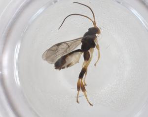  ( - CBG-A69234-D02)  @11 [ ] CreativeCommons - Attribution Share - Alike (2025) Centre for Biodiversity Genomics Centre for Biodiversity Genomics