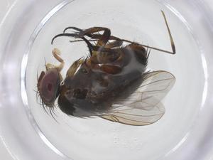  ( - CBG-A69244-G04)  @11 [ ] CreativeCommons - Attribution Share - Alike (2025) Centre for Biodiversity Genomics Centre for Biodiversity Genomics