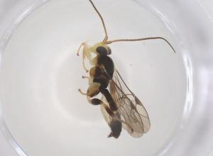  ( - CBG-A69249-C02)  @11 [ ] CreativeCommons - Attribution Share - Alike (2025) Centre for Biodiversity Genomics Centre for Biodiversity Genomics