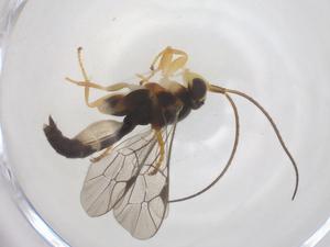  ( - CBG-A69249-G03)  @11 [ ] CreativeCommons - Attribution Share - Alike (2025) Centre for Biodiversity Genomics Centre for Biodiversity Genomics