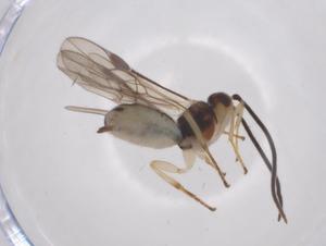  ( - CBG-A69275-D11)  @11 [ ] CreativeCommons - Attribution Share - Alike (2025) Centre for Biodiversity Genomics Centre for Biodiversity Genomics