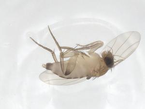  ( - CBG-A69325-B12)  @11 [ ] CreativeCommons - Attribution Share - Alike (2025) Centre for Biodiversity Genomics Centre for Biodiversity Genomics