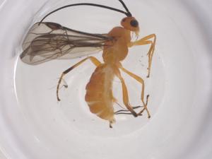  ( - CBG-A69361-A10)  @11 [ ] CreativeCommons - Attribution Share - Alike (2025) Centre for Biodiversity Genomics Centre for Biodiversity Genomics