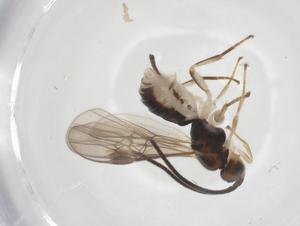  ( - CBG-A69379-G09)  @11 [ ] CreativeCommons - Attribution Share - Alike (2025) Centre for Biodiversity Genomics Centre for Biodiversity Genomics