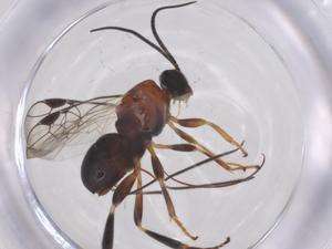  ( - CBG-A69550-E07)  @11 [ ] CreativeCommons - Attribution Share - Alike (2025) Centre for Biodiversity Genomics Centre for Biodiversity Genomics