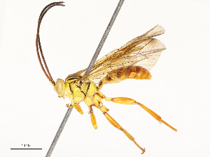  ( - CBG-A69617-C05)  @11 [ ] CreativeCommons - Attribution Share - Alike (2025) CBG Photography Group Centre for Biodiversity Genomics