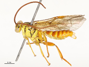  ( - CBG-A69617-C06)  @11 [ ] CreativeCommons - Attribution Share - Alike (2025) CBG Photography Group Centre for Biodiversity Genomics