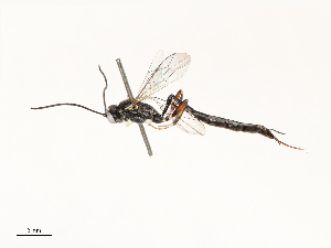  ( - CBG-A69638-E12)  @11 [ ] CreativeCommons - Attribution Share - Alike (2025) CBG Photography Group Centre for Biodiversity Genomics