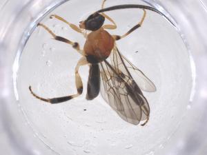  (Nealiolus Malaise2645 - CBG-A69700-D12)  @11 [ ] CreativeCommons - Attribution Share - Alike (2025) Centre for Biodiversity Genomics Centre for Biodiversity Genomics