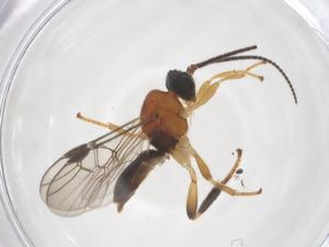  ( - CBG-A69701-H06)  @11 [ ] CreativeCommons - Attribution Share - Alike (2025) Centre for Biodiversity Genomics Centre for Biodiversity Genomics