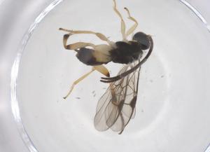  ( - CBG-A69707-E09)  @11 [ ] CreativeCommons - Attribution Share - Alike (2025) Centre for Biodiversity Genomics Centre for Biodiversity Genomics