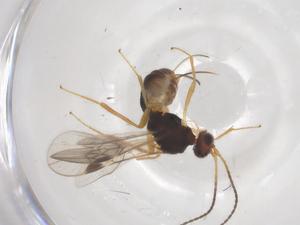  (Blacus Malaise9061 - CBG-A69948-E07)  @11 [ ] CreativeCommons - Attribution Share - Alike (2025) Centre for Biodiversity Genomics Centre for Biodiversity Genomics