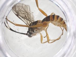  ( - CBG-A69951-H03)  @11 [ ] CreativeCommons - Attribution Share - Alike (2025) Centre for Biodiversity Genomics Centre for Biodiversity Genomics