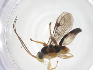  ( - CBG-A70023-H04)  @11 [ ] CreativeCommons - Attribution Share - Alike (2025) Centre for Biodiversity Genomics Centre for Biodiversity Genomics