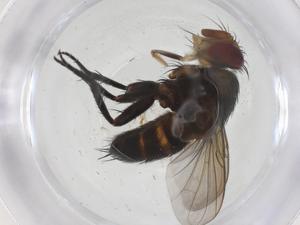  (Actia Janzen21 - CBG-A70103-B11)  @11 [ ] CreativeCommons - Attribution Share - Alike (2025) Centre for Biodiversity Genomics Centre for Biodiversity Genomics