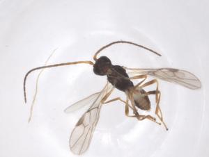  ( - CBG-A70156-H04)  @11 [ ] CreativeCommons - Attribution Share - Alike (2025) Centre for Biodiversity Genomics Centre for Biodiversity Genomics