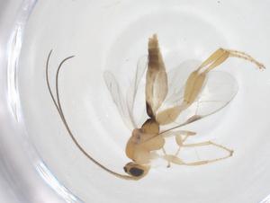  ( - CBG-A70157-F02)  @11 [ ] CreativeCommons - Attribution Share - Alike (2025) Centre for Biodiversity Genomics Centre for Biodiversity Genomics