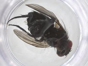  ( - CBG-A70159-H07)  @11 [ ] CreativeCommons - Attribution Share - Alike (2025) Centre for Biodiversity Genomics Centre for Biodiversity Genomics