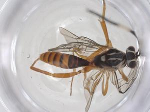  ( - CBG-A70419-E10)  @11 [ ] CreativeCommons - Attribution Share - Alike (2025) Centre for Biodiversity Genomics Centre for Biodiversity Genomics