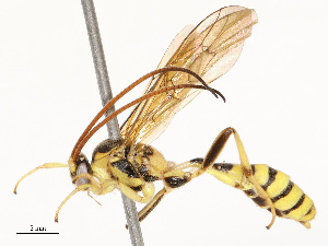  ( - CBG-A72917-C08)  @11 [ ] CreativeCommons - Attribution Share - Alike (2025) CBG Photography Group Centre for Biodiversity Genomics