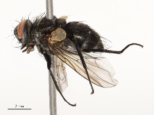  ( - CBG-A72918-D02)  @11 [ ] CreativeCommons - Attribution Share - Alike (2025) CBG Photography Group Centre for Biodiversity Genomics