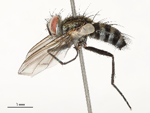  (Calolydella argentea - CBG-A72933-B11)  @11 [ ] CreativeCommons - Attribution Share - Alike (2025) CBG Photography Group Centre for Biodiversity Genomics
