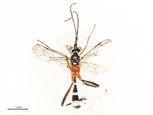  ( - CBG-A72942-E12)  @11 [ ] CreativeCommons - Attribution Share - Alike (2025) CBG Photography Group Centre for Biodiversity Genomics