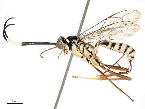  ( - CBG-B12443-D09)  @11 [ ] CreativeCommons - Attribution Share - Alike (2025) CBG Photography Group Centre for Biodiversity Genomics