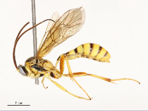  ( - CBG-B12443-E09)  @11 [ ] CreativeCommons - Attribution Share - Alike (2025) CBG Photography Group Centre for Biodiversity Genomics