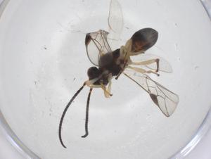  ( - CBG-A63424-D08)  @11 [ ] CreativeCommons - Attribution Share - Alike (2025) Centre for Biodiversity Genomics Centre for Biodiversity Genomics