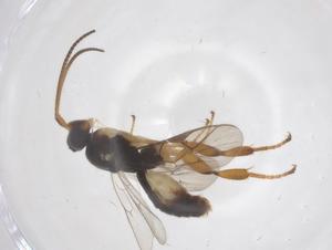  ( - CBG-A64466-F11)  @11 [ ] CreativeCommons - Attribution Share - Alike (2025) Centre for Biodiversity Genomics Centre for Biodiversity Genomics