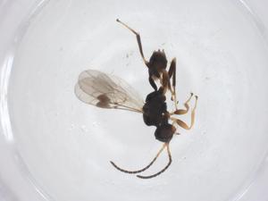  ( - CBG-A64467-E03)  @11 [ ] CreativeCommons - Attribution Share - Alike (2025) Centre for Biodiversity Genomics Centre for Biodiversity Genomics