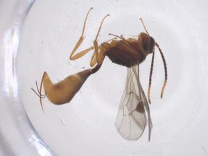  ( - CBG-A64475-E03)  @11 [ ] CreativeCommons - Attribution Share - Alike (2025) Centre for Biodiversity Genomics Centre for Biodiversity Genomics