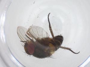  ( - CBG-A64487-E11)  @11 [ ] CreativeCommons - Attribution Share - Alike (2025) Centre for Biodiversity Genomics Centre for Biodiversity Genomics