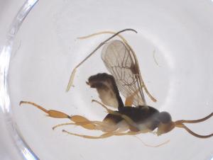  ( - CBG-A64500-G10)  @11 [ ] CreativeCommons - Attribution Share - Alike (2025) Centre for Biodiversity Genomics Centre for Biodiversity Genomics