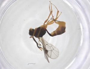  ( - CBG-A65091-H06)  @11 [ ] CreativeCommons - Attribution Share - Alike (2025) Centre for Biodiversity Genomics Centre for Biodiversity Genomics