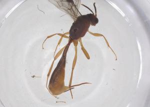  ( - CBG-A65102-C06)  @11 [ ] CreativeCommons - Attribution Share - Alike (2025) Centre for Biodiversity Genomics Centre for Biodiversity Genomics