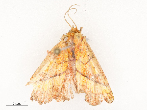  (Aprica patula - CBG-A67012-A08)  @11 [ ] CreativeCommons - Attribution Share - Alike (2025) CBG Photography Group Centre for Biodiversity Genomics