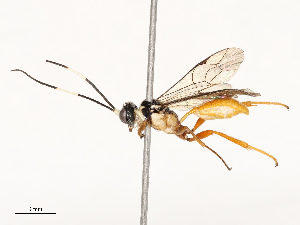  ( - CBG-A67013-A11)  @11 [ ] CreativeCommons - Attribution Share - Alike (2025) CBG Photography Group Centre for Biodiversity Genomics