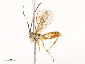  ( - CBG-A67013-D01)  @11 [ ] CreativeCommons - Attribution Share - Alike (2025) CBG Photography Group Centre for Biodiversity Genomics