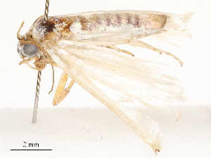  ( - CBG-A67031-E11)  @11 [ ] CreativeCommons - Attribution Share - Alike (2025) CBG Photography Group Centre for Biodiversity Genomics