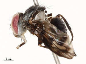  ( - CBG-A67031-F09)  @11 [ ] CreativeCommons - Attribution Share - Alike (2025) CBG Photography Group Centre for Biodiversity Genomics