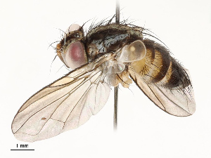  (Anisia Malaise9722 - CBG-A67032-C07)  @11 [ ] CreativeCommons - Attribution Share - Alike (2025) CBG Photography Group Centre for Biodiversity Genomics
