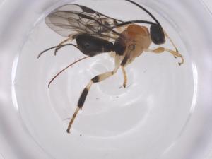  ( - CBG-A67133-B10)  @11 [ ] CreativeCommons - Attribution Share - Alike (2025) Centre for Biodiversity Genomics Centre for Biodiversity Genomics